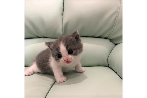 成約済の大阪府のブリティッシュショートヘア-5702の2枚目